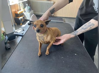 Pitypang sucht Gnadenplatz