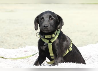 Millie unser kleiner Prinz