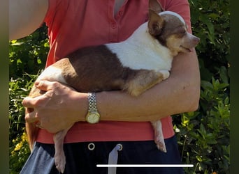 Kleine Seele Chihuahua-Hündin Muci sucht ihr Für-Immer-Zuhause