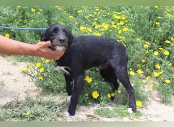 Kalle, Mix Podengo / Labrador, lieb und verträglich