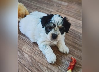 Welpen Malteser Rasse mit Foxterrier Rasse