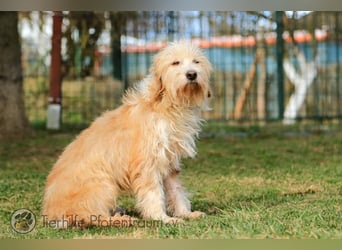 Goldy, goldiges Hundemädchen sucht ein Zuhause