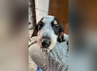 Beagle Mischlingsdame EADIE (*Dezember 2024) sucht eine Familie