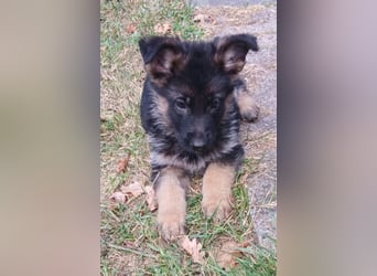 Schäferhund-Welpen 1 Rüde, 8 Hündinnen zu verkaufen