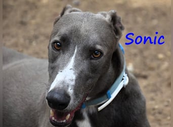 Sonic 04/2020 (ESP) - bildschöner, sehr lieber und eleganter Galgo!