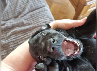 Labradorwelpen suchen bestes Zuhause