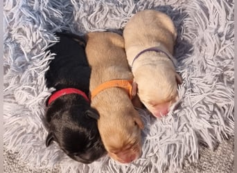 Edle Labrador Welpen (Schwarz/Foxred/Creme) mit Ahnentafel, Nachkommen von Champions