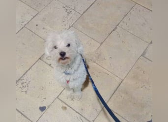 Robertino: Der freundliche, soziale Malteser-Pudel-Mix Familienhund hat sein Zuhause verloren
