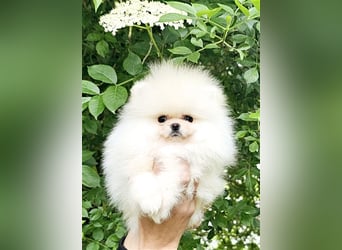 Pomeranian Zwergspitz