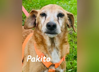 Pakito 08/2017 (ESP) - verschmuster, ruhiger Goldschatz sehnt sich nach Liebe!