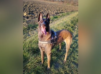 Ra - der Malinois hat bereits Familienerfahrung