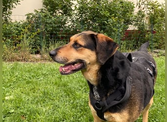 gutmütige Schäfer-Mix-Hündin (Tierschutz)