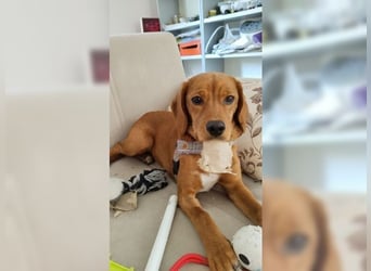 Lustige, soziale, katzenfreundliche Hündin Karamel