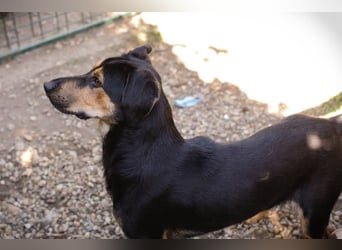 Jack: Ein Hund zum Pferdestehlen!