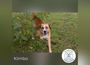 Kimbo: Sensibler Herzenshund mit großem Potenzial