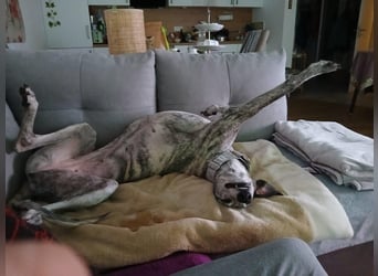 Espania(CR) hübsches Galgo Mädchen sucht seine Familie