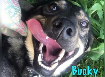 Bucky geb. 12/2021 - lustiger, aktiver und verspielter Outdoor-Begleiter!