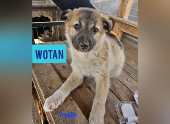 WOTAN , 1 1/3 jähriger Bub, mittelgroß, fröhlich, aufgeschlossen Junghund typisch verspielt