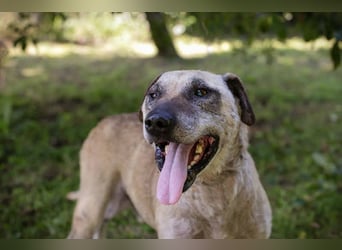 DARIJO - der liebe Kangal-Mix-Rüde sucht hundeerfahrene Menschen und träumt von einem eigenen Garten