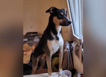 Spikey sucht dringend ein neues Zuhause