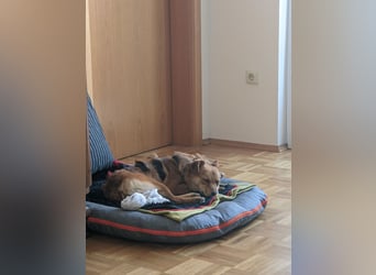 Jago freut sich über euren Besuch auf seiner Pflegestelle