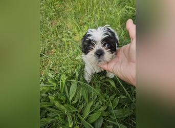 Shih Tzu Mix Welpen vom 18.03.25