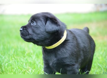 Reinrassige Labradorwelpen (Arbeitslinie)drei schwarze Mädels suchen ein schöne Zuhause