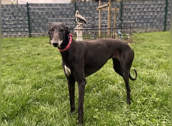 sanfte Galga Chabeli (Tierschutz)