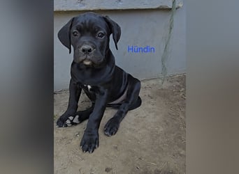 Presa Canario x Cane Corso