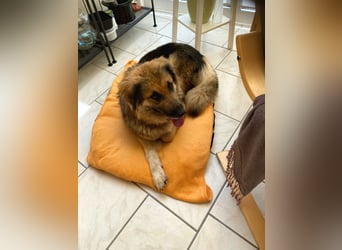 Betty, sehr liebe , ruhige und intelligente Hündin sucht Traumplatz