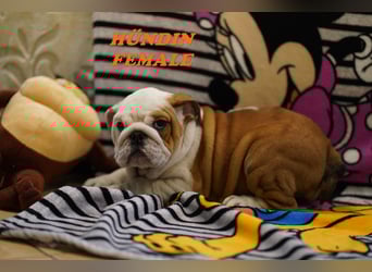 Bezaubernde  & Freiatmende Englische Bulldogge Babys auf Familiensuche