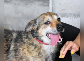 Maikin - Schnuffel schnuffel Körbchensuche
