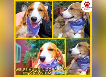 Coralina Welpe Jagdhund Mischling Hündin Junghund sucht Zuhause oder Pflegestelle