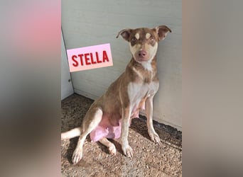 Stella, Mädel,1 ½ Jahre, ca. kniehoch, wird offener, ist ein bisschen vorsichtig bei Menschen