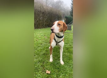 Moka Posavski Gonic Mischling Jagdhund Hündin sucht Zuhause für immer