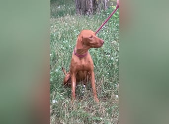 Huba, geboren 01.01.2024, 54cm sucht aktive Menschen (Pflegestelle Deutschland)