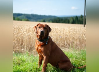Labrador Welpen Hündinnen / Rüde in Fox- red - USA Line