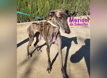 Marisol de Schuster 06/2022 (in Deutschland) - wunderschöne, soziale und verträgliche Galga!