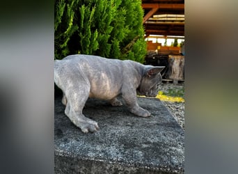 2 wunderschöne Welpen -Blue(grau) und fawn -Mädels