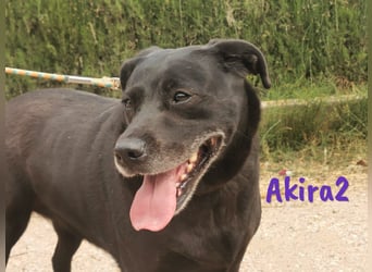 Akira2 04/2017 (ESP) - ausgeglichene, sehr liebevolle und soziale Labrador-Mix Hündin!