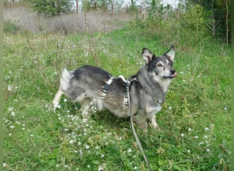 Mischa sucht ein neues Zuhause