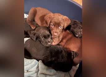 Labrador Mix Welpen
