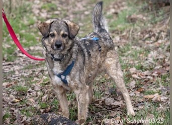 Cretu ist ein perfekter Familienhund
