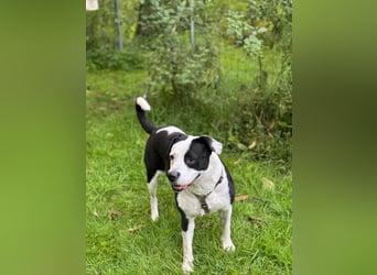 Amara sucht geduldiges Traumzuhause