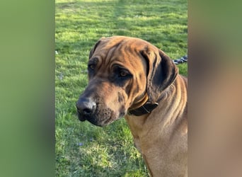 Rhodesian Ridgeback Welpen
