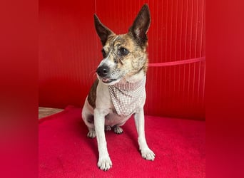 ❤️ liebenswerter kleiner TRÜFFY - 7 Jahre, 30cm/9kg - Mischling