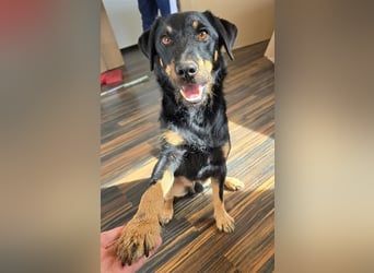 Günni - ein besonderer Hund sucht seine Menschen