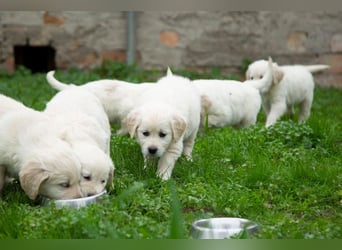 Goldenretriever Welpen