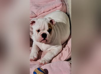 Englische Bulldoggen welpen Top Pedigree FCI