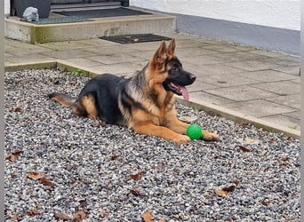 Junger Deutscher Schäferhund-Rüde sucht sein für immer Zuhause